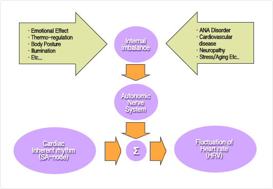 HRV信号の発生メカニズム