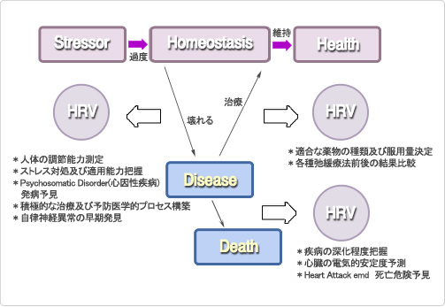 Stress & Homeostasis (ストレスと恒常性)